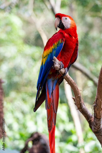 The red macaw or macaw aliverde is a species of bird of the parrot family,