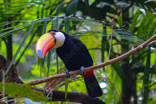 Portrait Tucan posing on the tree