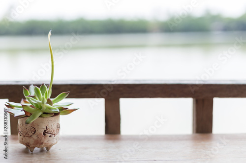 Small cactus in pots on wooden table on blurred background with sunlight