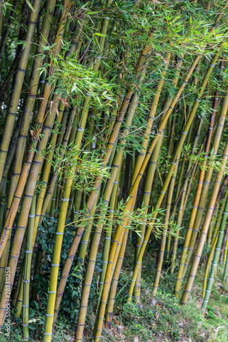 Canne di bambu