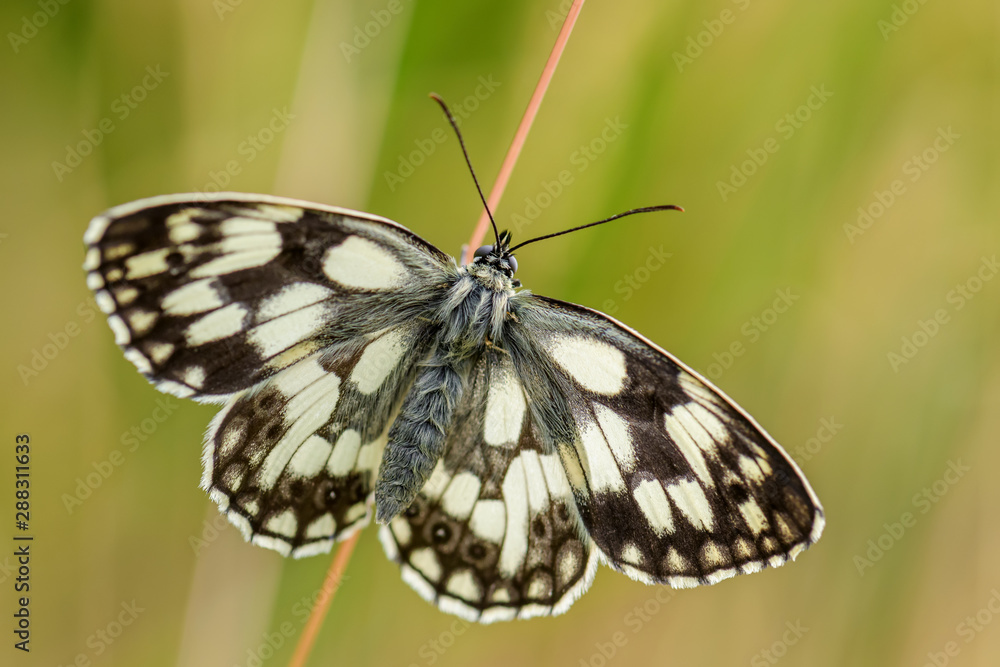 Marbled White butterfly - Melanargia galathea, beautiful black and white butterfly from European meadows, Stramberk, Czech Republic. Marbled White butterfly - Melanargia galathea, beautiful black and white butterfly from European meadows, Stramberk, Czech Republic.