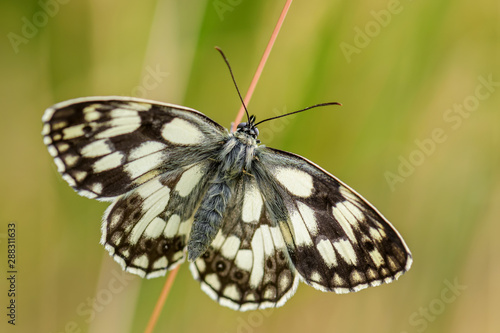 Marbled White butterfly - Melanargia galathea, beautiful black and white butterfly from European meadows, Stramberk, Czech Republic.
