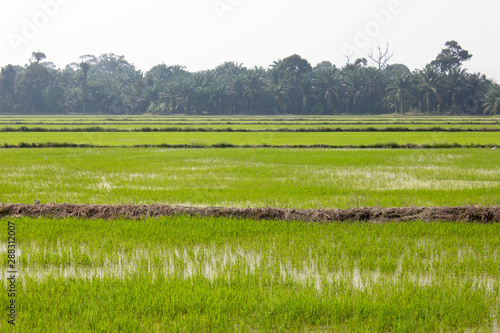 fields of rice in Malayisa, Asia photo