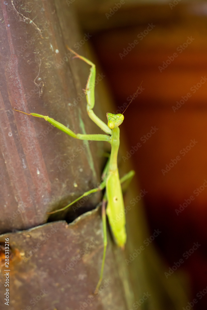 praying mantis praying mantis