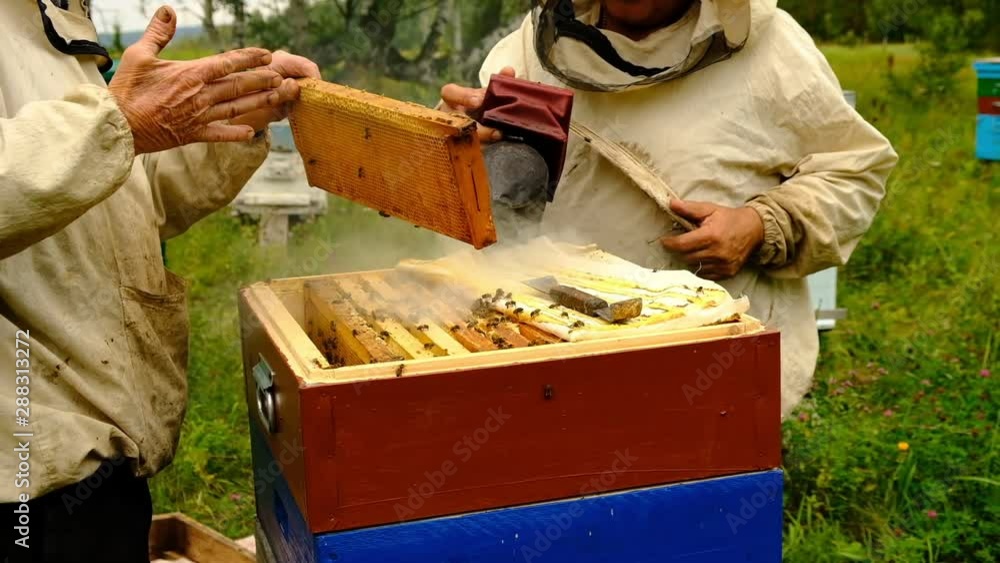slow motion. Beekeeper harvesting honey. beekeeper holding a honeycomb full of bees. protective workwear inspecting honeycomb frame at apiary. slow motion. Beekeeper harvesting honey. beekeeper holding a honeycomb full of bees. protective workwear inspecting honeycomb frame at apiary.