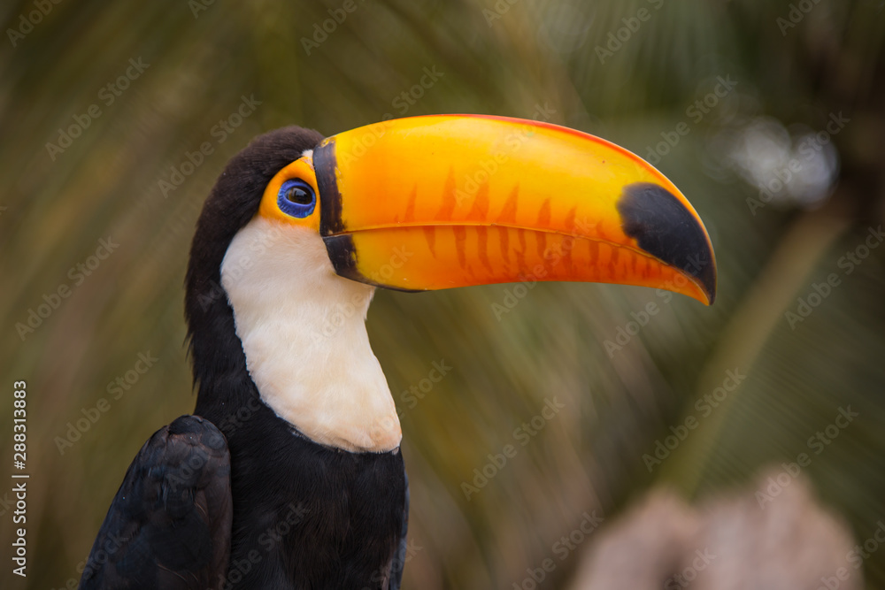 Obraz premium The Tucano toco