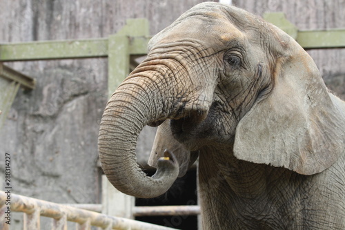 ゾウ　動物　哺乳類　動物園
