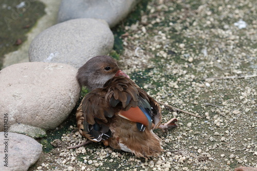カモ　動物　鳥類　動物園