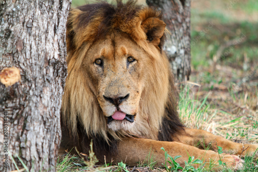 Male Lion
