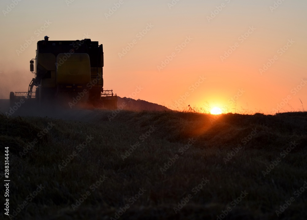 Fototapeta premium sunset on field