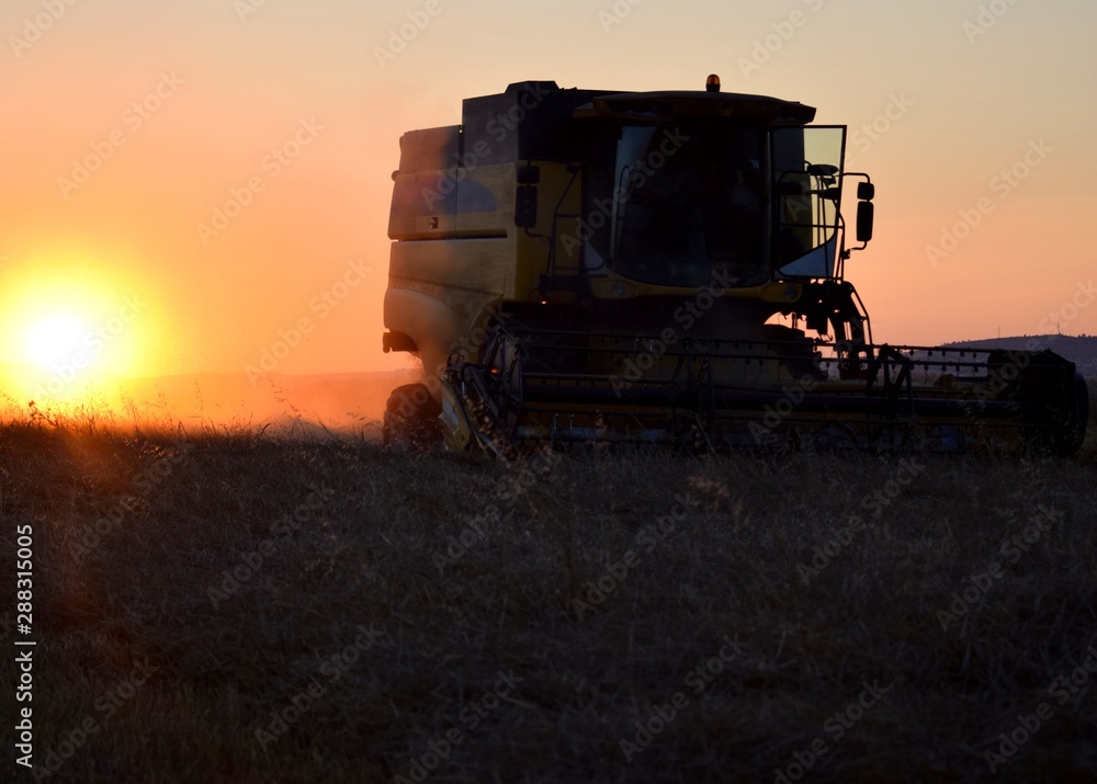 Fototapeta premium combine harvester working on field