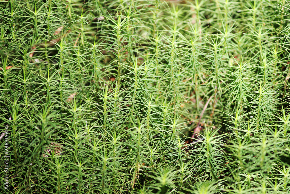 Top view of green moss. Top view of green moss.