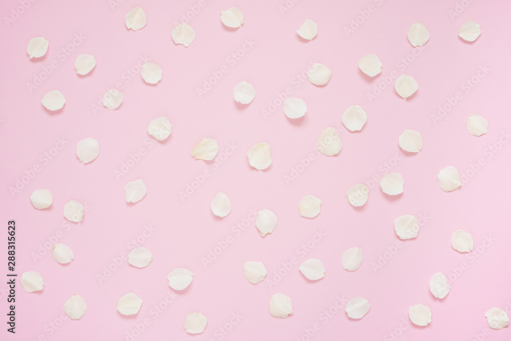 White flower petals on pink background. Top view