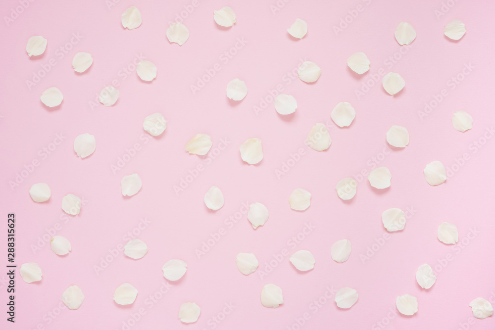 White flower petals on pink background. Top view White flower petals on pink background. Top view