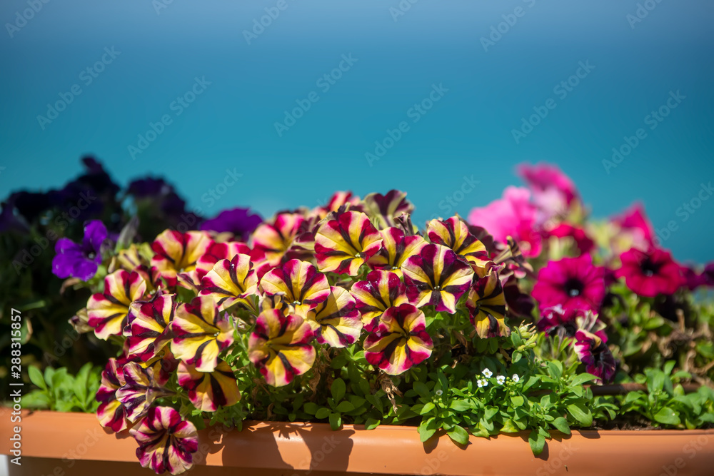 Obraz premium Flowers and Bushes