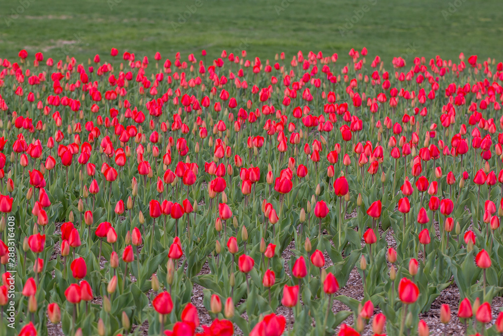 pink tulip blossoms spring iwo jima memorial arlington virginia