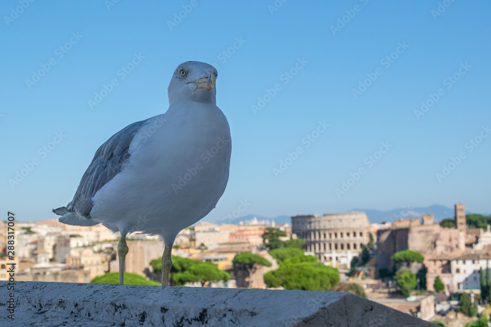 Obraz premium Goéland et Colisée en arrière-plan