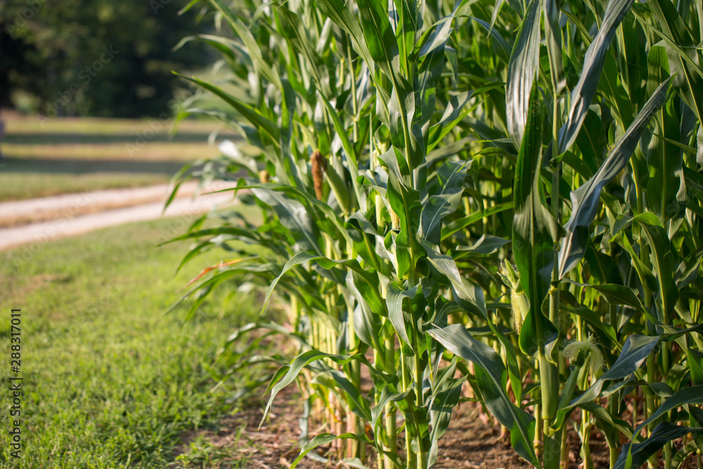 Obraz premium southern maryland corn field saint mary's county usa