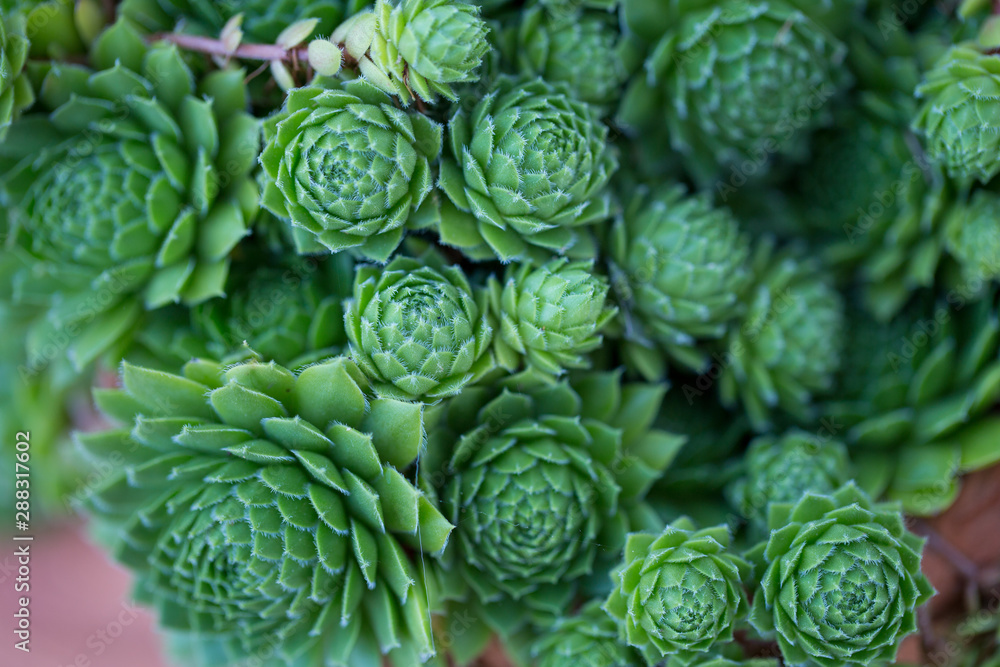 green succulents in a flower pot in summer green succulents in a flower pot in summer