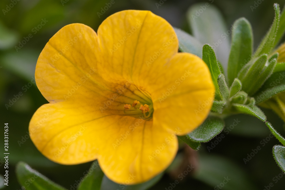 Yellow flower in the garden. Close up. Macro. Yellow flower Yellow flower in the garden. Close up. Macro. Yellow flower