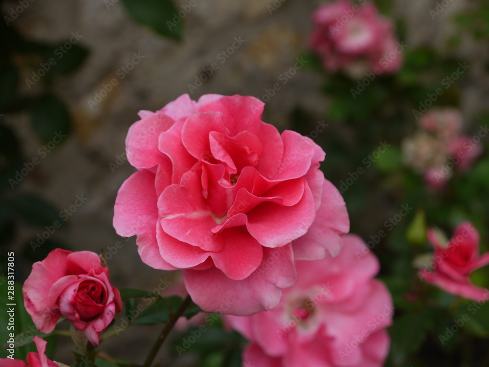 Rosa