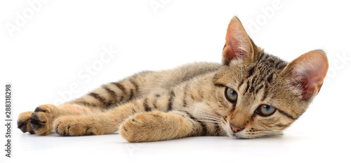 Canvas Print Small brown kitten.