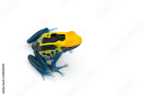 Patricia Dyeing Poison Dart Frog isolated on white background