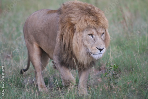Wallpaper Mural Lazy Lion Torontodigital.ca