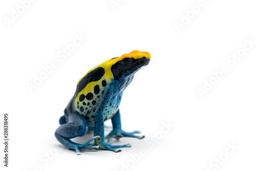 Patricia Dyeing Poison Dart Frog isolated on white background