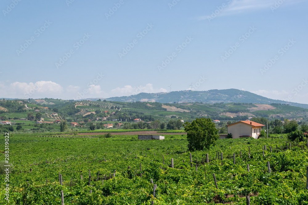 Vignoble au sud de l'italie