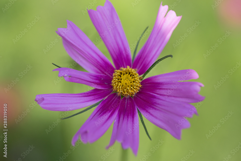 purple cosmo