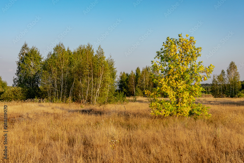 A tree with yellowed foliage against a background of dry grass and green birches A tree with yellowed foliage against a background of dry grass and green birches