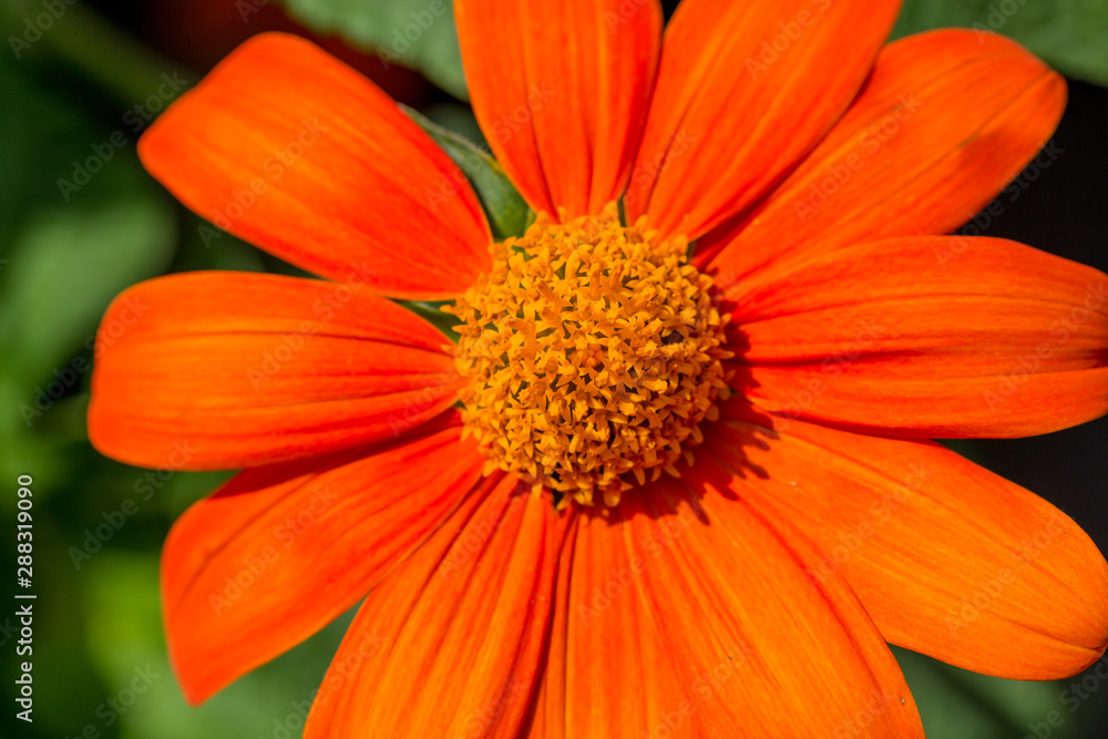 bright orange flower at US national arboretum in washington dc usa bright orange flower at US national arboretum in washington dc usa