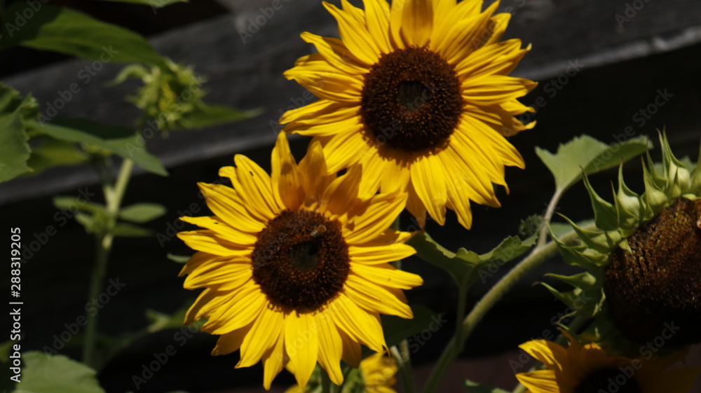 Obraz premium field of sunflowers