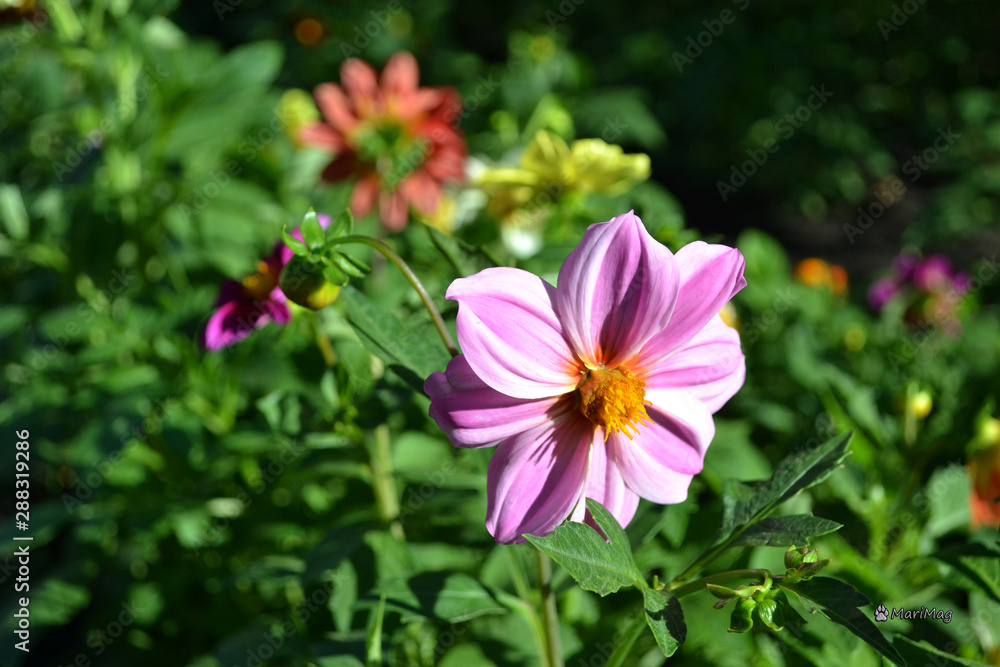Fototapeta premium Annual dahlia flowers of different colors.