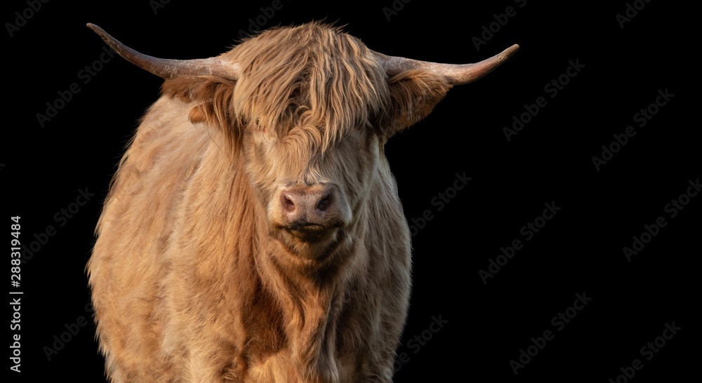 A close up photo of a Highland Cow isolated on a black background A close up photo of a Highland Cow isolated on a black background