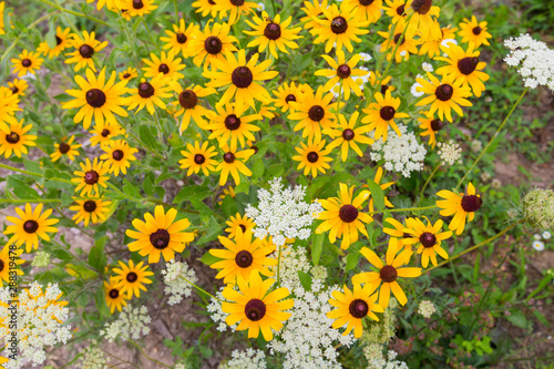 black eyed susan and queen annes lace jug bay wetlands sanctuary butterfly garden anne arundel county southern maryland usa