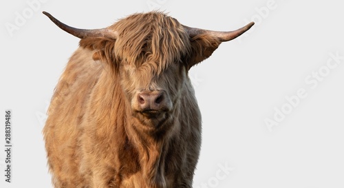 A Highland Cow isolated on a white background 