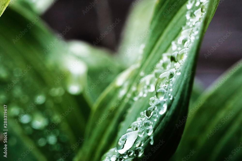 drops of water on green leaves after rain drops of water on green leaves after rain