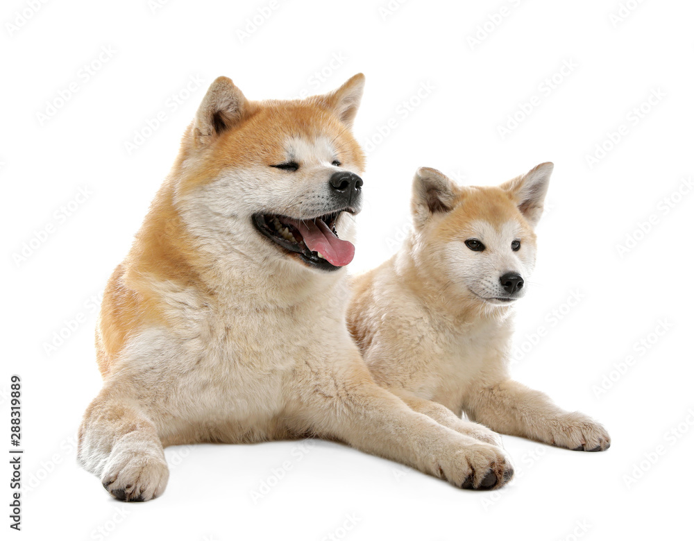 Adorable Akita Inu dog and puppy isolated on white Adorable Akita Inu dog and puppy isolated on white