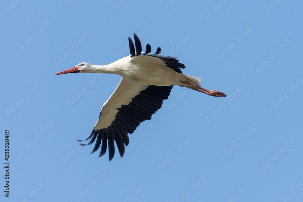 Fototapeta premium Vogelzug