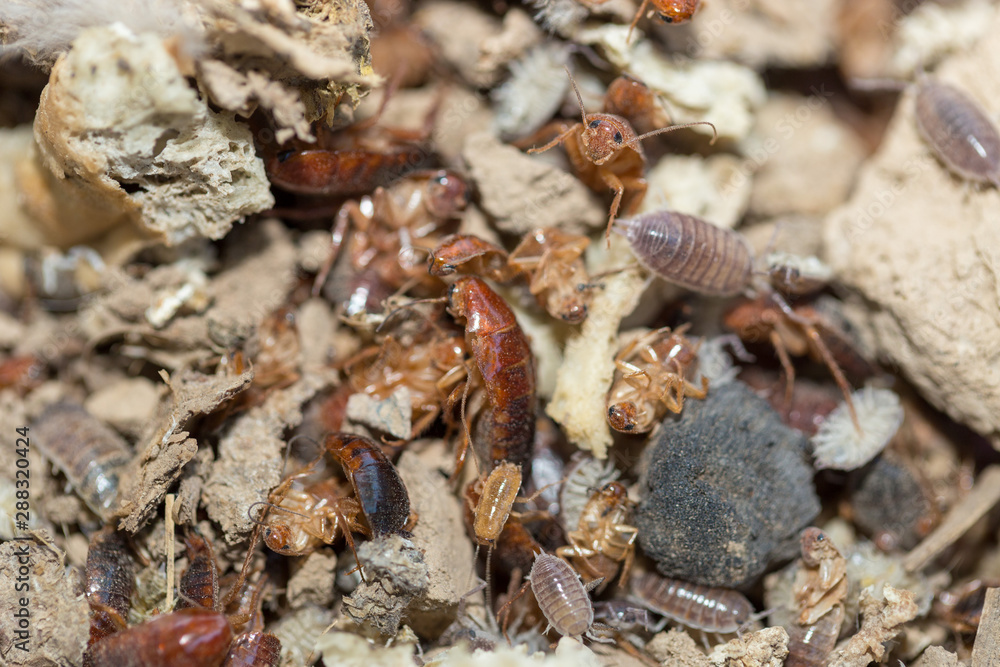 many dying cockroaches are trapped many dying cockroaches are trapped