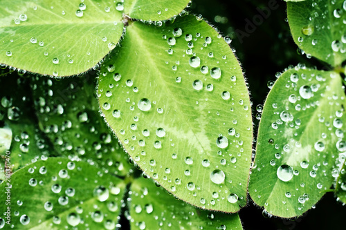drops of water on green leaves of clover after rain