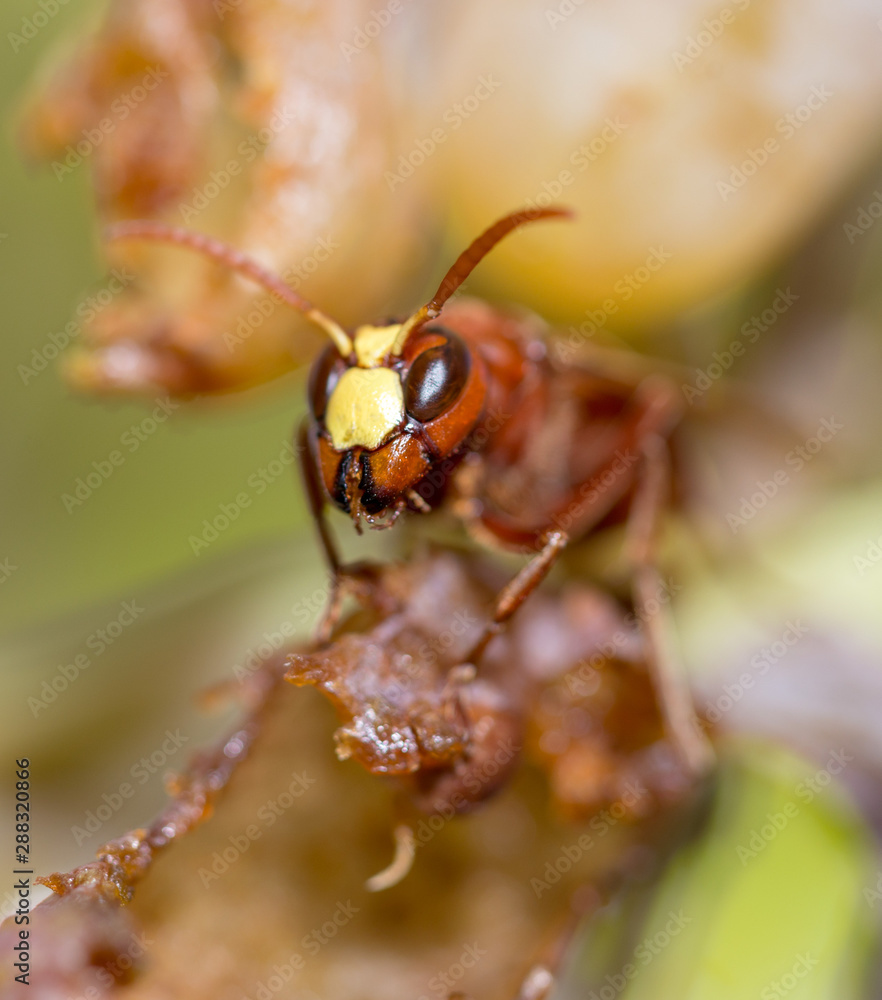 Big wasp is eating white overripe grape. Late afternoon sun, autumn Big wasp is eating white overripe grape. Late afternoon sun, autumn
