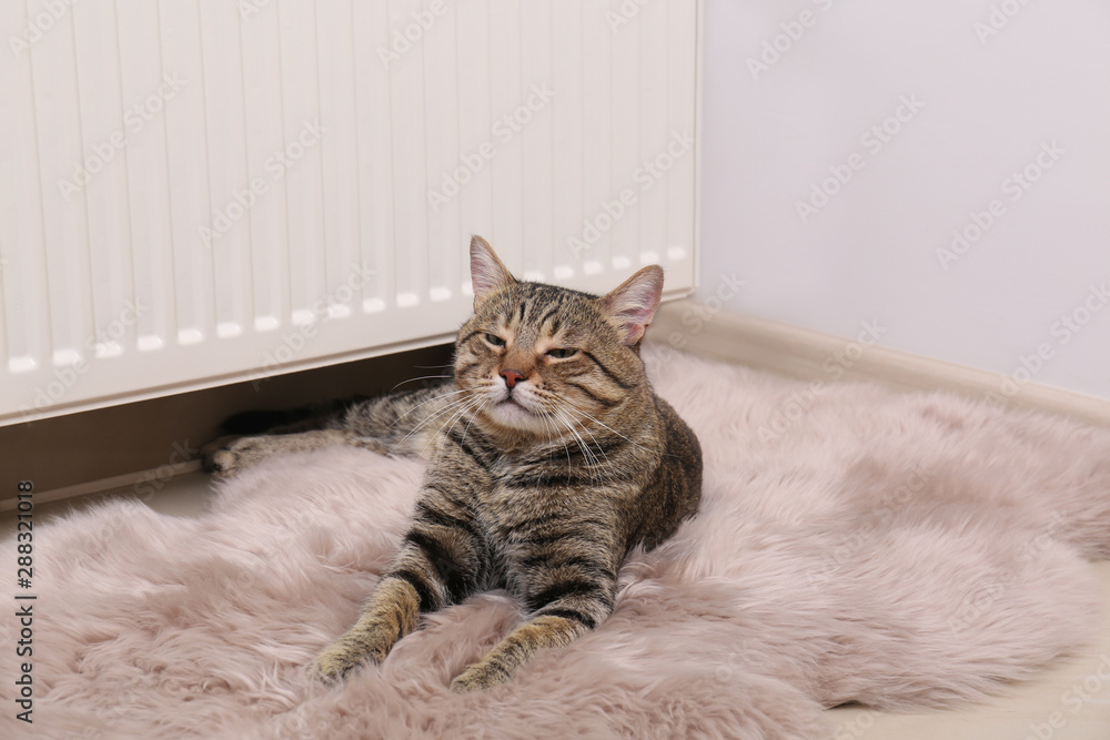 Cute tabby cat on faux fur rug near heating radiator indoors