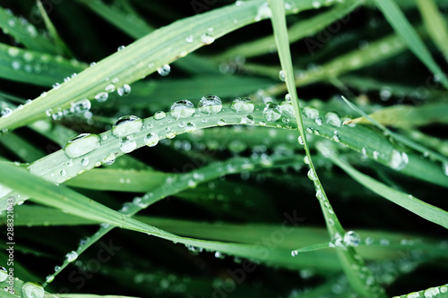 dew drops on bright green grass on a blurred background. water drop beads