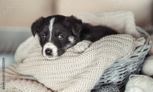 Little cute puppy lying with a sweater. © puhimec