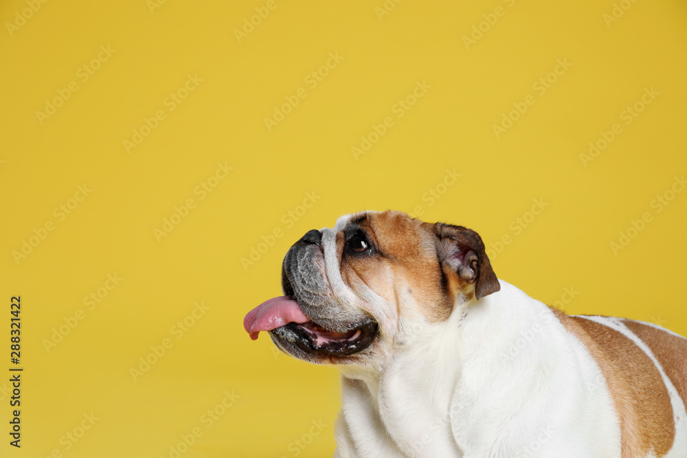 Adorable funny English bulldog on yellow background, space for text - obrazy, fototapety, plakaty 
