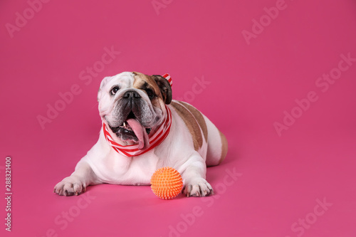 Adorable English bulldog with ball on pink background © New Africa