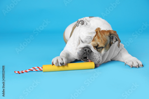 Adorable funny English bulldog with toy on light blue background